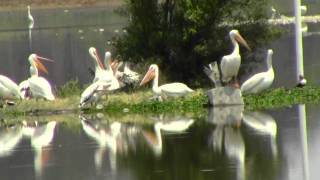 Pelicanos Blancos 2013, by trucha1618xx
