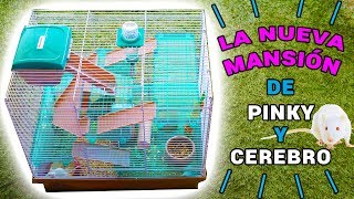NUEVA MANSIÓN RATITAS DE LABORATORIO PINKY Y CEREBRO | El Gallinero de Mike