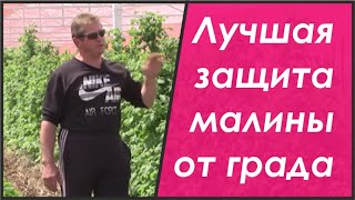Выращивание и уход за малиной в современных малинниках (Raspberry: cultivation, fertilizer)