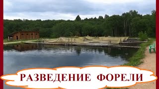 Искусственное разведение радужной форели в пруду в домашних условиях. Бизнес в деревне и на селе