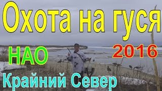 ОХОТА НА ГУСЯ. Весна 2016