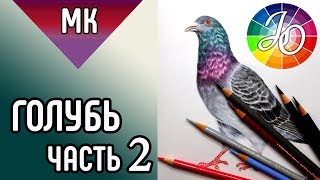 ГОЛУБЬ ?✔ Как нарисовать птицу цветными карандашами (часть 2) / HowToDraw a pigeon