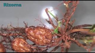 REPRODUCCION ASEXUAL DE LAS PLANTAS