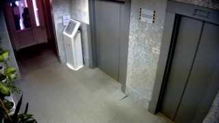Собаку чуть не задушил лифт. Пермь. Dog nearly strangled Elevator