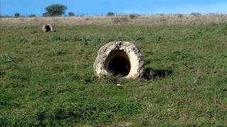 La Foresta Pietrificata Carrucana Martis
