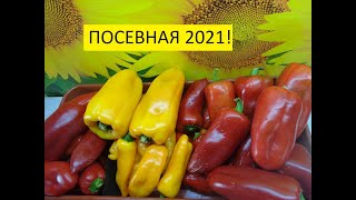 Дату первых посевов перца и томатов 2021 года определила! 