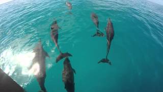 Dolphins @Maldives