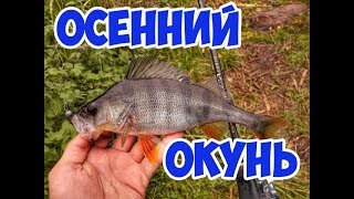 Ловля окуня в октябре! Осенний окунь!