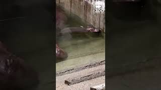 Newborn Hippo Calf is Settling in with Mom - Cincinnati Zoo #shorts