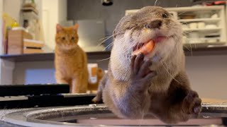 好物のサーモンにはしゃぎすぎるカワウソ otter that is too cheerful for his favorite salmon