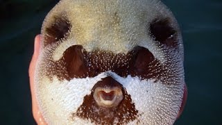 Подводный мир в Хургаде 2 \Underwater World in Hurghada\
