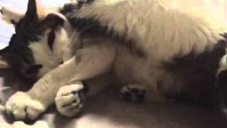 Cat Licking Ass
