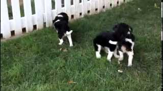 Cavalier Puppies For Sale