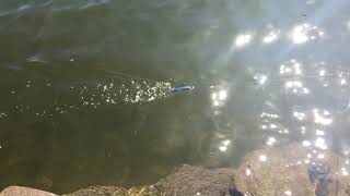 Whopper plopper aliexpress 130mm (13cm)
