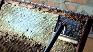Откачка меда на пасеке 2015