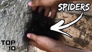 Top 10 Scary Spider Infestations