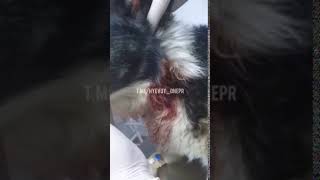 Живодер в Днепре - последствия