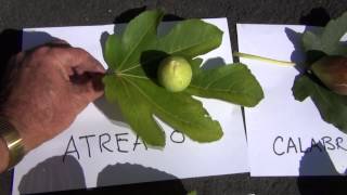 Sampling six fig varieties