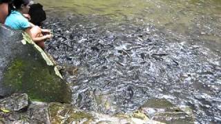 Fische 1