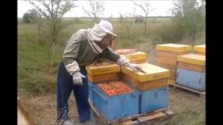ОДИН ДЕНЬ НА ПАСЕКЕ - Часть 2