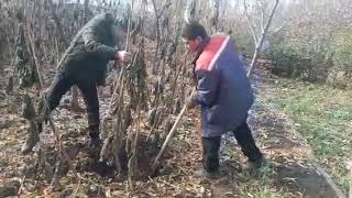 Продажа саженцев Павловнии/Отзыв клиентов.