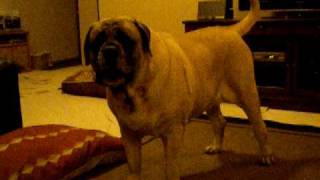 English Mastiff Rogue - Home Defense & Playful