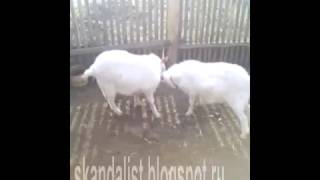 ЖЕСТЬ! БИТВА БЕЛЫХ КОЗЛОВ НА СМЕРТЬ! СМОТРЕТЬ ДО КОНЦА!!!