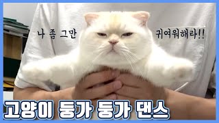 (Eng) 고양이 둥가둥가 댄스 무한 반복 (dancing cat)