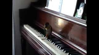 Caique enjoying the piano / Самый талантливый попугай на свете.