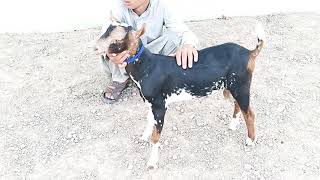 Date 27 6 2019/ 03356051560 top calass barbari bakra for sale mein channel like sherr