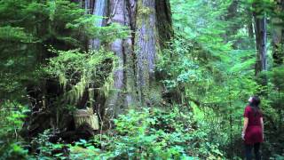 The Walbran Valley's "Castle Grove" - Canada's Finest Old-Growth Cedar Forest