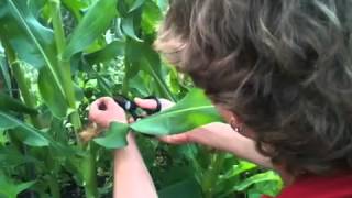 How to Pollinate Corn