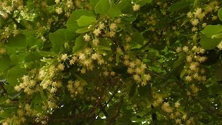 ГРОМ, МОЛНИЯ, ЛИПА ЦВЕТЁТ, ФОНТАН, СЕРЁЖА :) 31.05.16.
