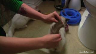 Ragdoll Shape-a-Tail