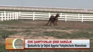 ESKİ ŞAMPİYONLAR ŞİMDİ DAMIZLIK 29.02.2012