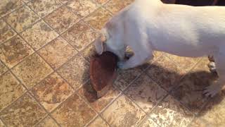 Лабрадор 5 месяцев щенок чистит зубы девочка часть1 Labrador 5 months old girl