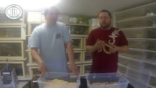 Lignocel et Aspidites Ramsayi