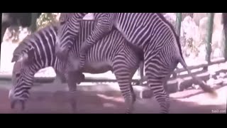Mating10-Animals Mating 2015   Horses Mating Horse Breeding