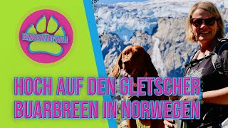 Hoch zum Gletscher ?️ - Buarbreen - Norwegen ?? - Wandern mit Hund ?