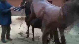 Animales en celo. Caballos Apareandose