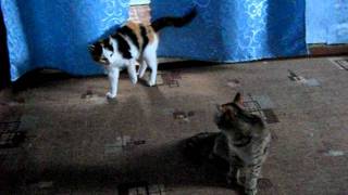 Драка котят