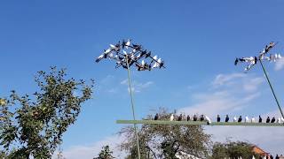 06.08.19. ГОЛУБИ+САПСАН+ОРЕЛ. DOVES + SAPSAN + EAGLE.