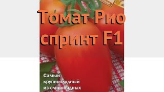 Томат сливовидный Рио спринт F1 (rio sprint f1) ? обзор: как сажать, семена томата Рио спринт F1