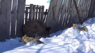 Щенки Лайки . Дети Ц-Карат и Дамки- Белка