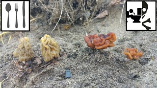 Porównanie: Naparstniczka czeska (Verpa bohemica) vs Piestrzenica kasztanowata Gyromitra esculenta)