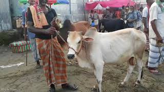 Ox price idea for Eid-ul-Azha / Boral breeze, vangura, Pabna / BD Life Trailer