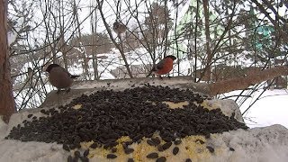 Кормим лесных птиц (январь 2019) /feeding the forest birds