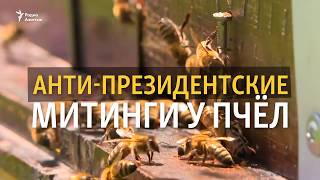 Пчеловодство, мёд и политика: анти-президентский митинг у пчёл