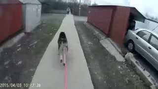 Тренировка маламута и хаски байкджоринг