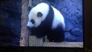 Animal Atlas Animal ABC's Alphabet Song